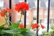 7 piante da sole per balconi aperti