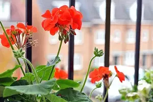 7 plantas durante todo el año para balcones abiertos. 11531_1