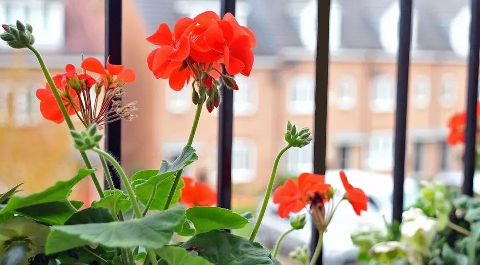 7 jaarlikse plante vir oop balkonne
