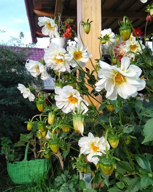 7 plantas durante todo el año para balcones abiertos. 11531_24