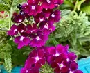 7 year-round plants for open balconies 11531_3