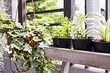 7 curly plants for warm loggia