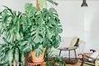 6 dideli augalai, kurie papuošs jūsų interjerą