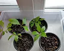 7 Curly მცენარეთა თბილი ლოჯი 11535_31