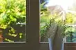 Bii o ṣe le lẹ pọ sunlflower lori window: Awọn itọsọna igbesẹ-ni igbesẹ