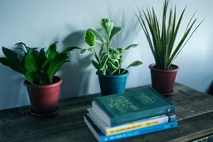 暗い部屋のための8の理想的な植物 1188_1