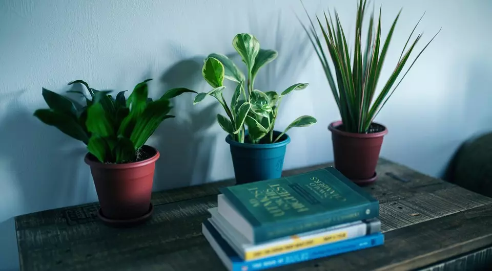 8 گیاهان ایده آل برای اتاق تاریک