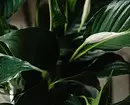 8 گیاهان ایده آل برای اتاق تاریک 1188_9