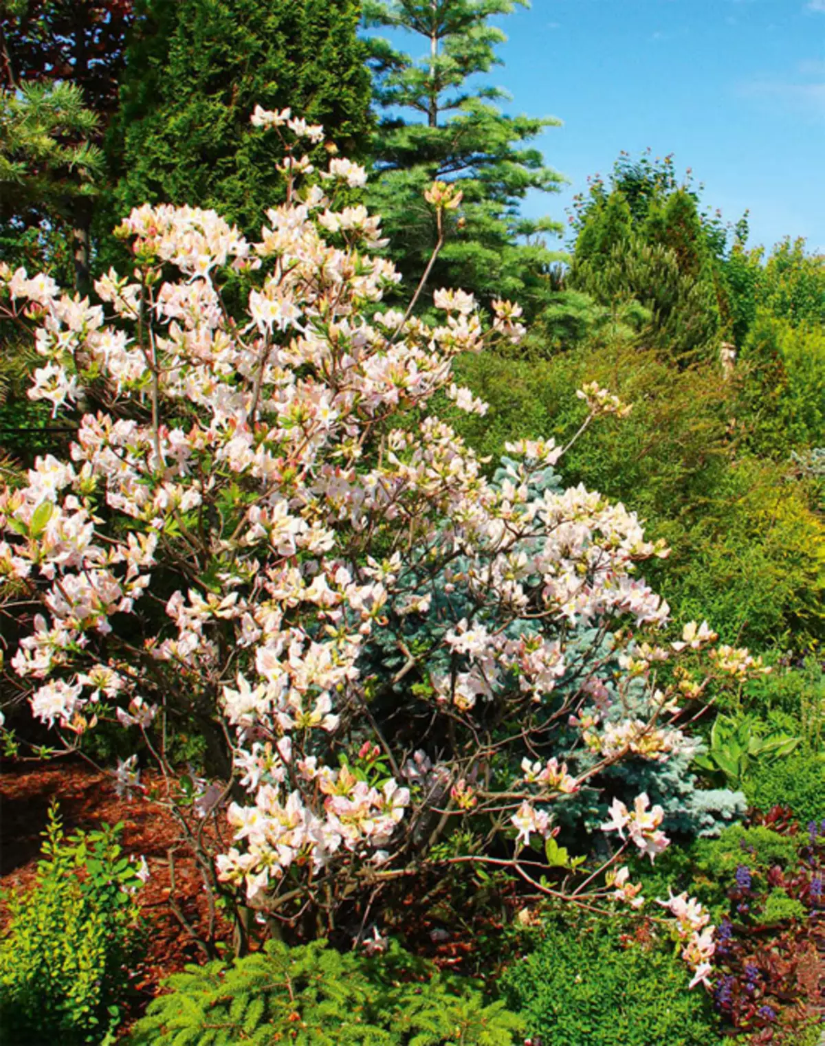 Exotic trees and shrubs in the garden