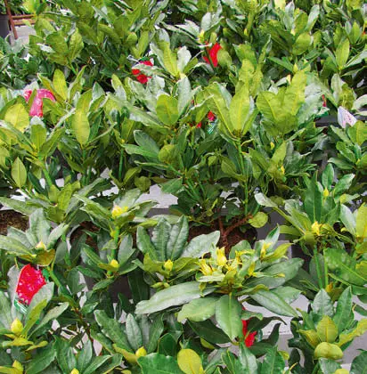 বাগানে বহিরাগত গাছ এবং shrubs