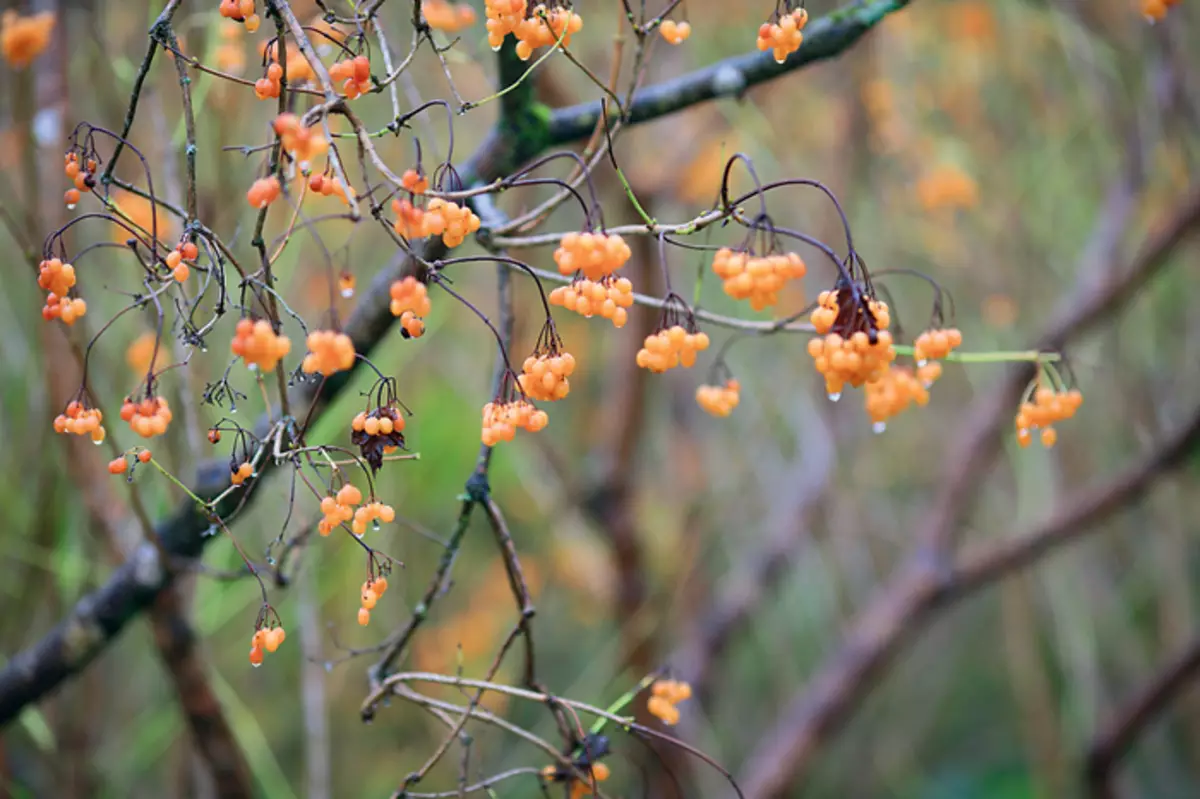 Privat kontinuerlig blommande trädgård i Frankrike