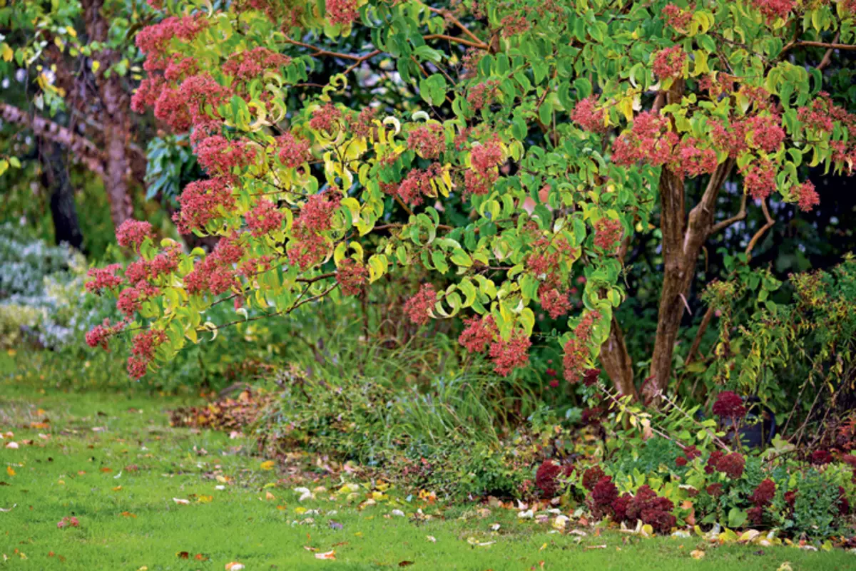 Baxçeyê Flowering ya domdar li Fransa