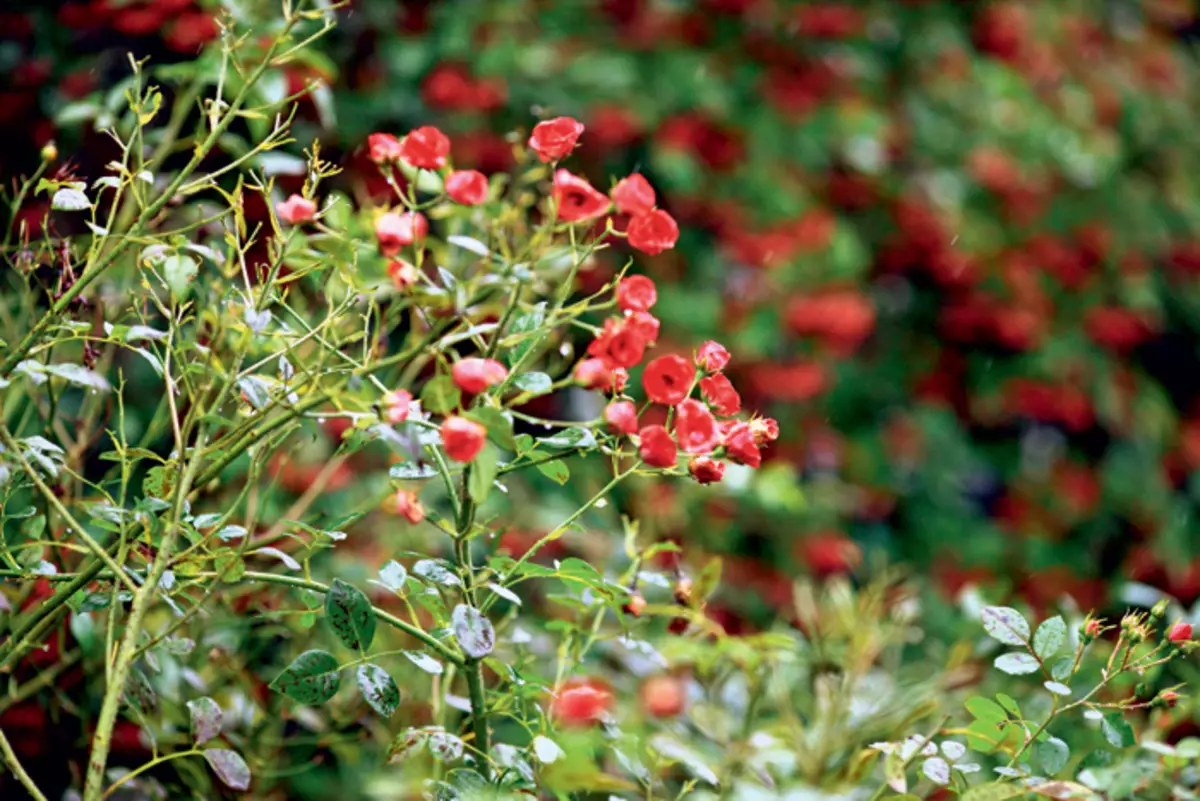 Privaat deurlopende blomtuin in Frankryk