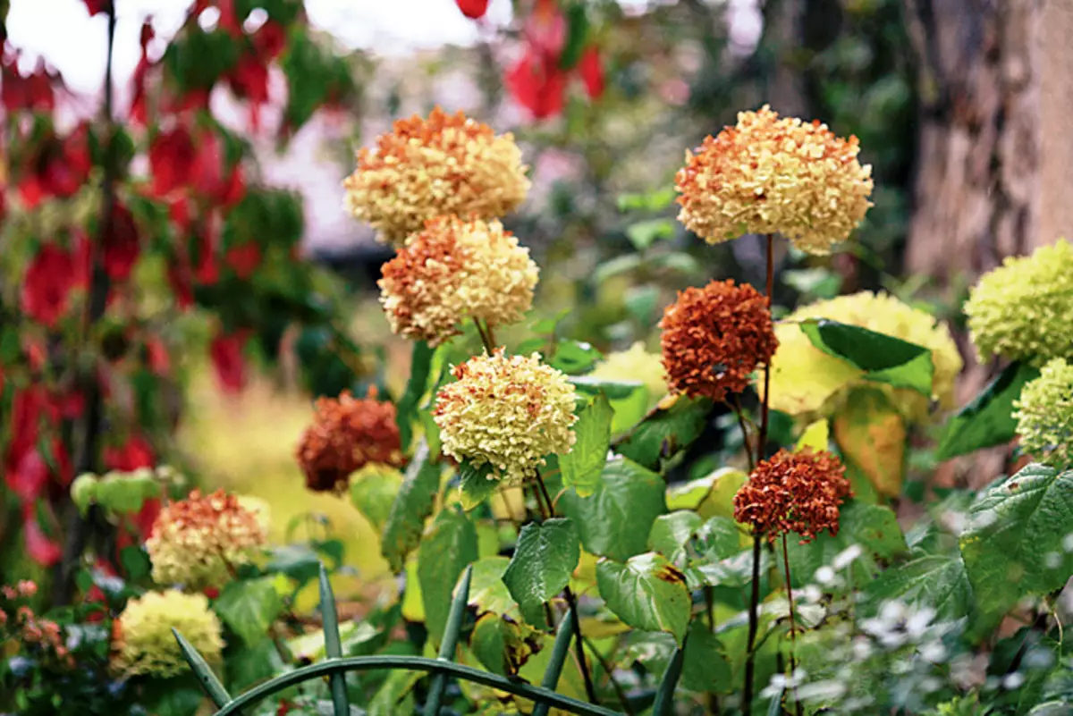 Privaat deurlopende blomtuin in Frankryk