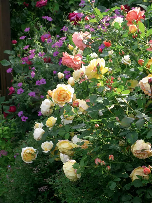 Bajka Bajka ruža