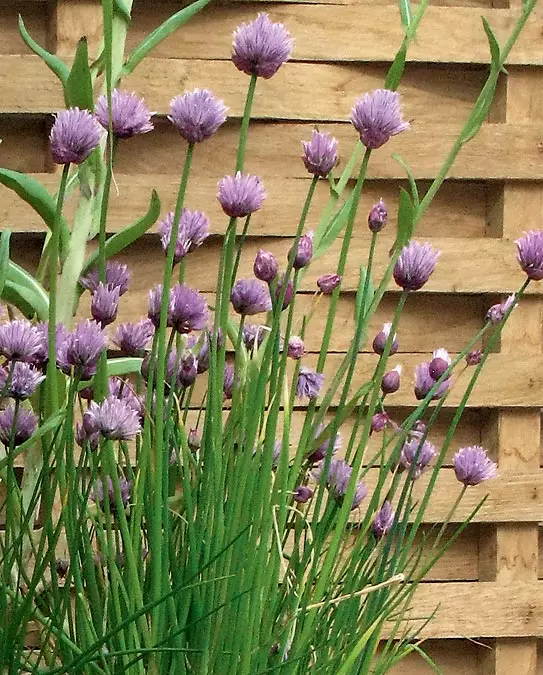 Garden Border Guards