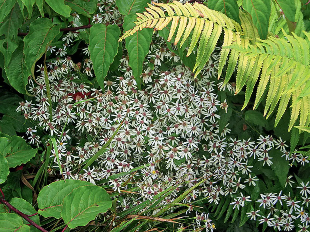 പുല്ല് ശബ്ദങ്ങൾ