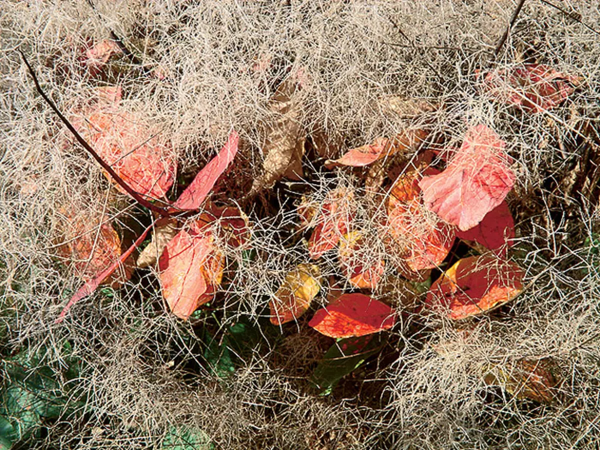 Rohu hääled