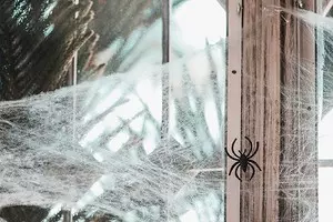 집안에서 거미를 없애는 방법 : 효과적인 민속 및 상점 장비 1317_1