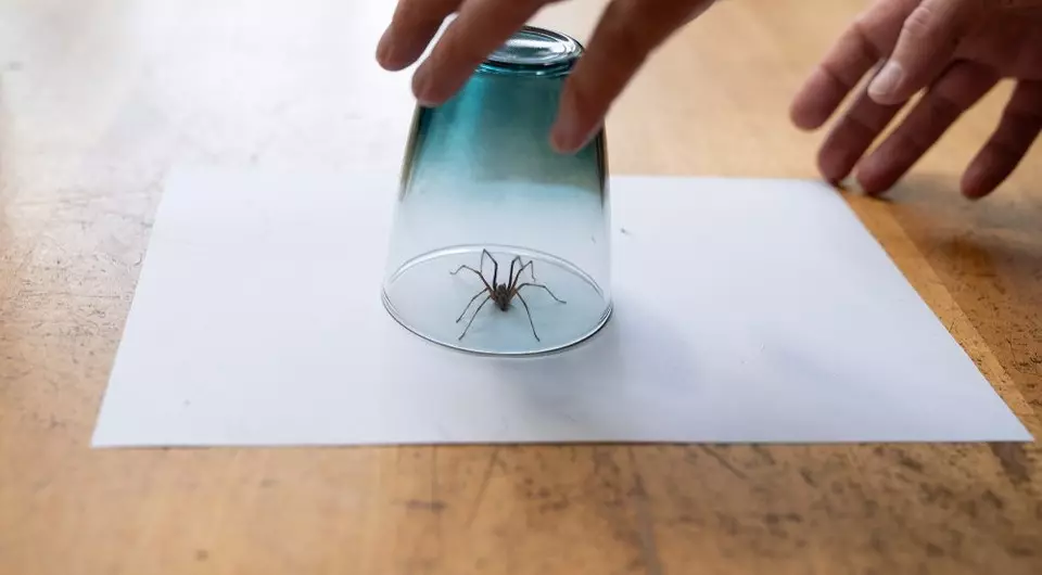 Como se librar das arañas na casa: Equipamento Folk e Store eficaces 1317_5