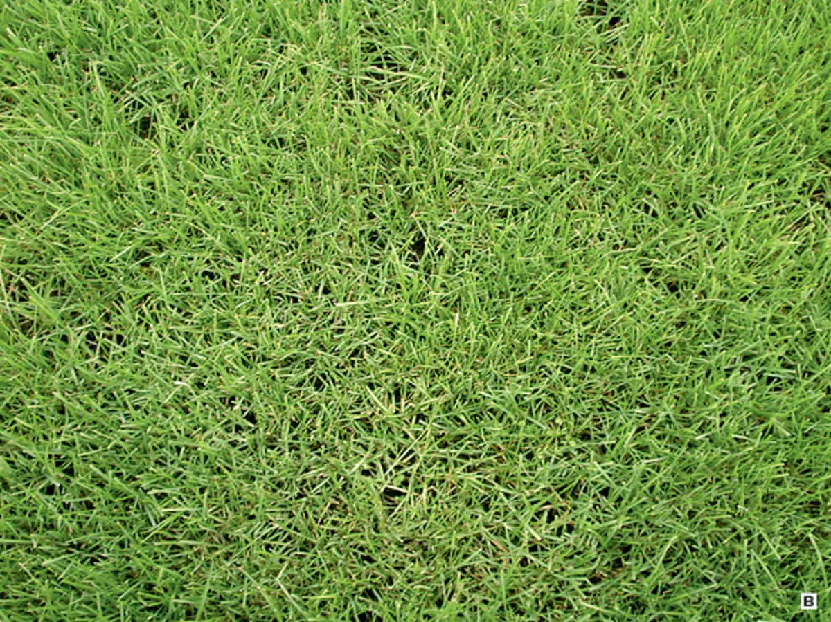 Lawn matsaloli