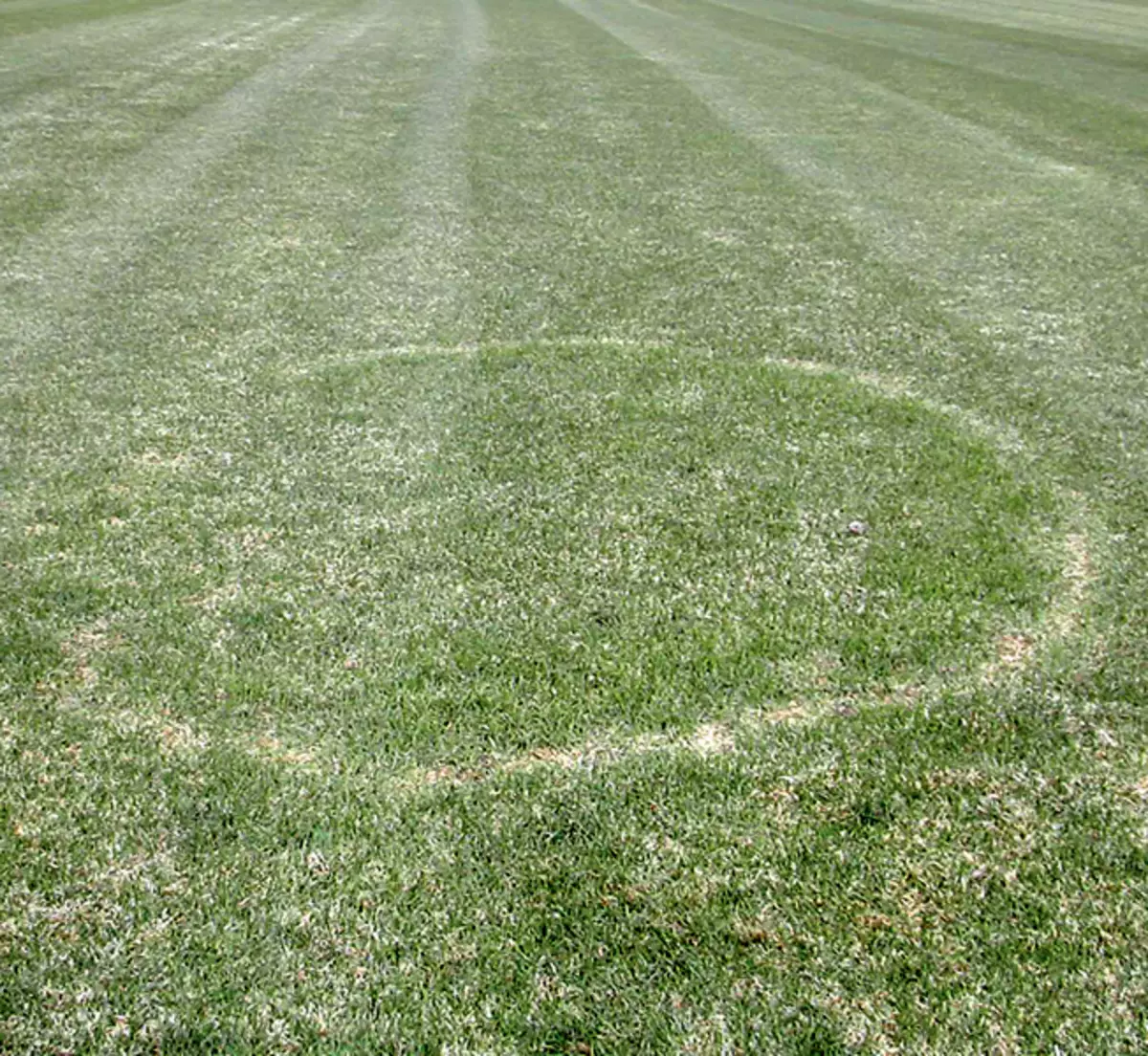 Lawn Rắc rối