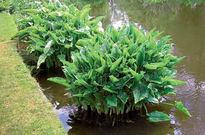 Jardins de água.