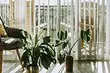 6 things about which it is worth thinking before bringing a plant to the house (this is important!)