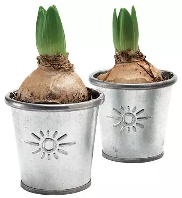Masterên Potted