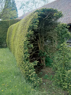 Hedges.