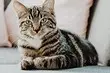 How to remove the smell of feline urine from the floor, carpet and shoes