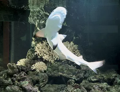 Mamanuina aquariums