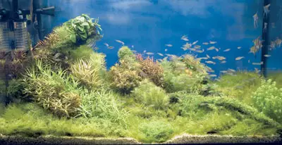 Mamanuina aquariums
