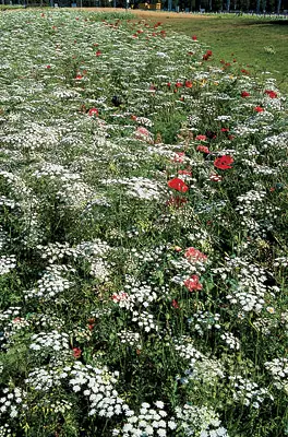 Գույնը ամառ