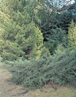 Symphony Coniferous