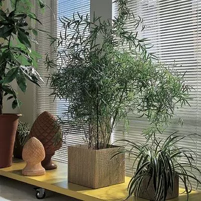 Rostliny v domě