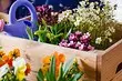 5 būdai, kaip organizuoti sodą su gėlėmis konteineriuose (pirmiausia lengva)