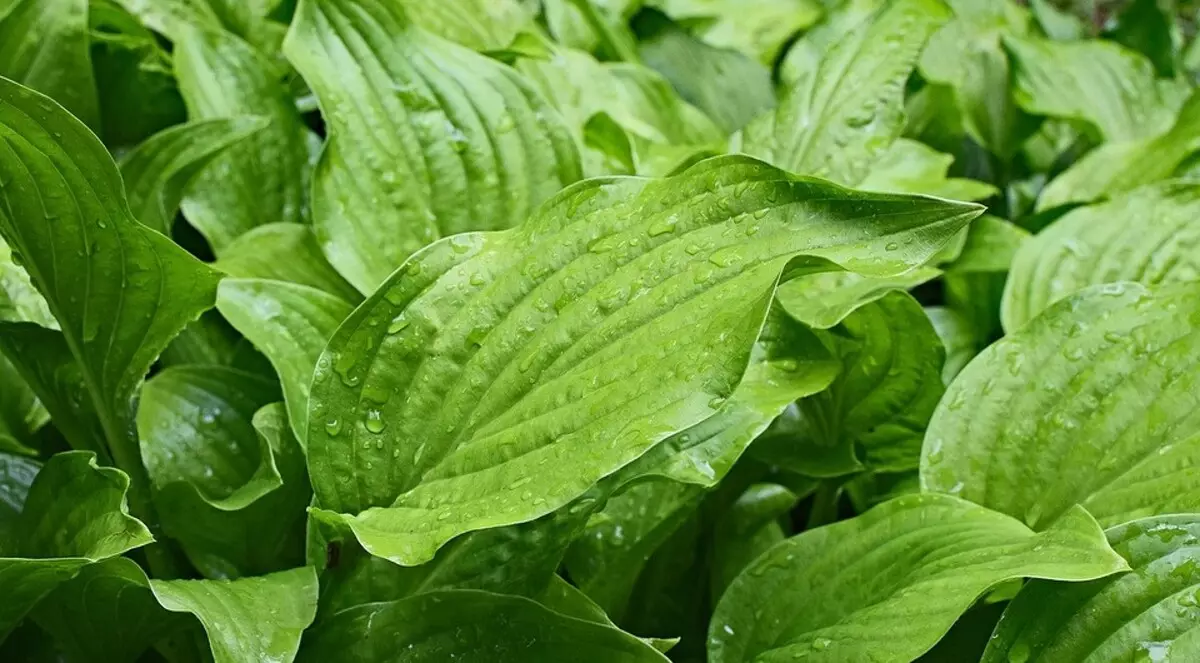 7 males herbes comestibles al país que són bones per a la salut 15625_8