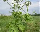 5 most aggressive weeds that grow almost every holiday 15626_13