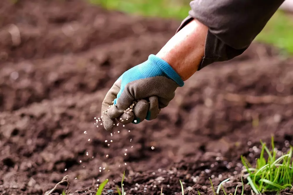 Cómo usar la urea en el jardín en la primavera: 4 usos fertilizantes 15635_13