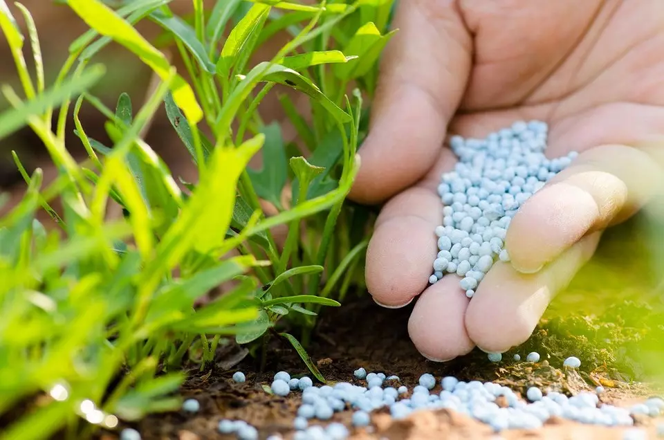 Cómo usar la urea en el jardín en la primavera: 4 usos fertilizantes 15635_3