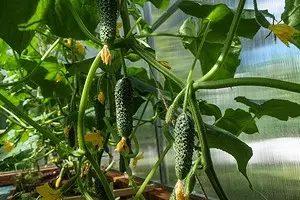 9 Best Cucumbers yeGreenhouse 15638_1