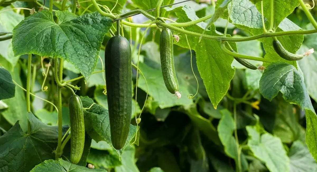 9 Cucumbers tsara indrindra ho an'ny Greenhouse 15638_14