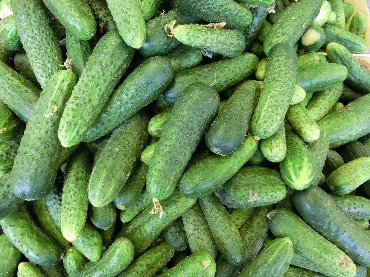 9 Cucumbers tsara indrindra ho an'ny Greenhouse 15638_8