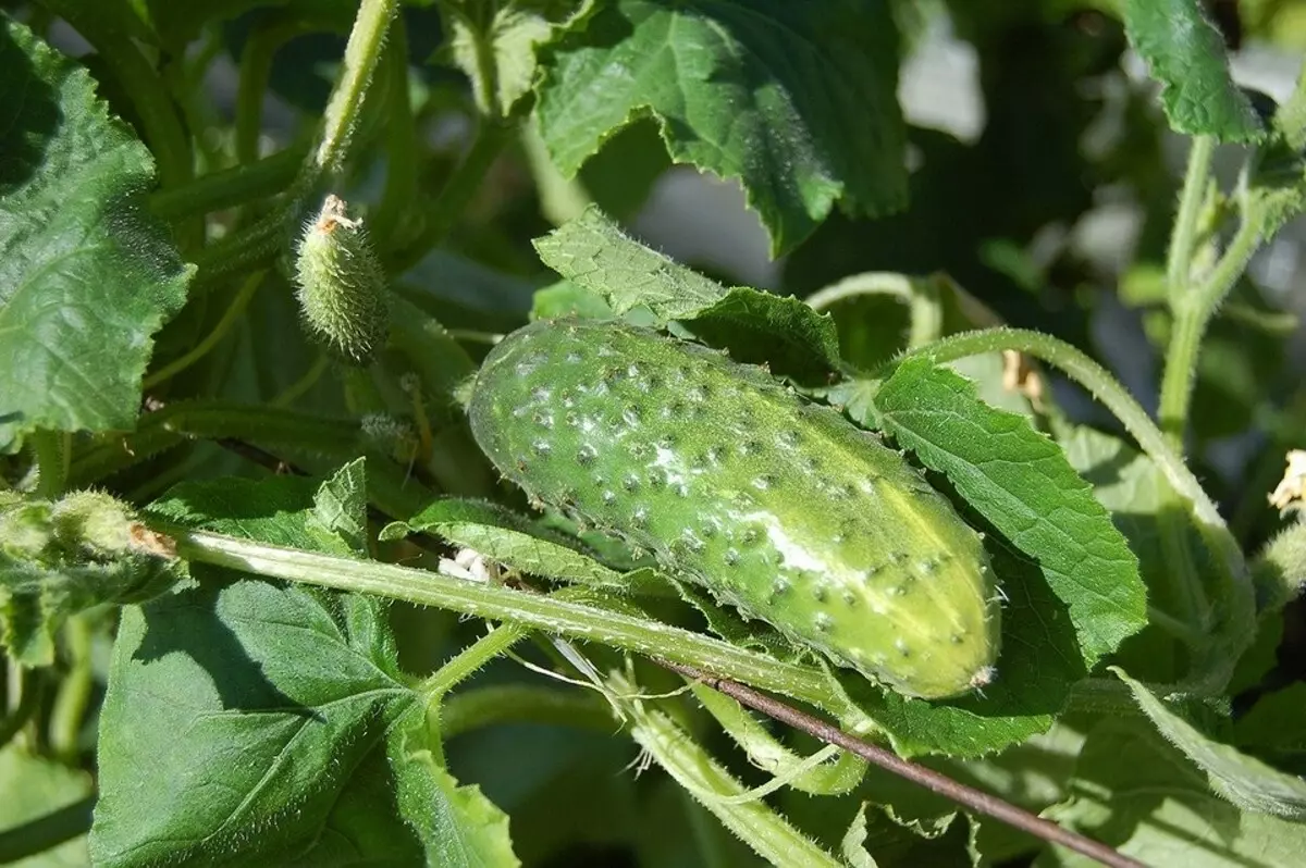 9 Cucumbers tsara indrindra ho an'ny Greenhouse 15638_9