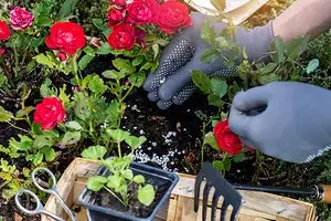 10 nejlepších jarních hnojiv pro růže 15644_1