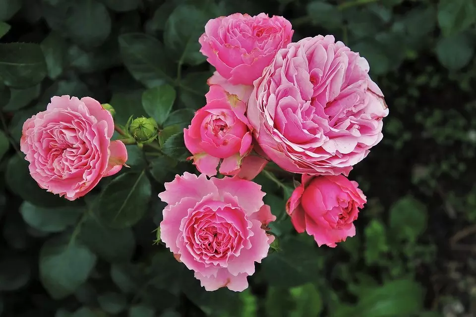 10 labākie pavasara mēslošanas līdzekļi rozēm 15644_11