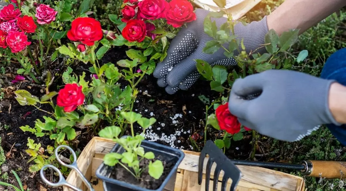 10 labākie pavasara mēslošanas līdzekļi rozēm