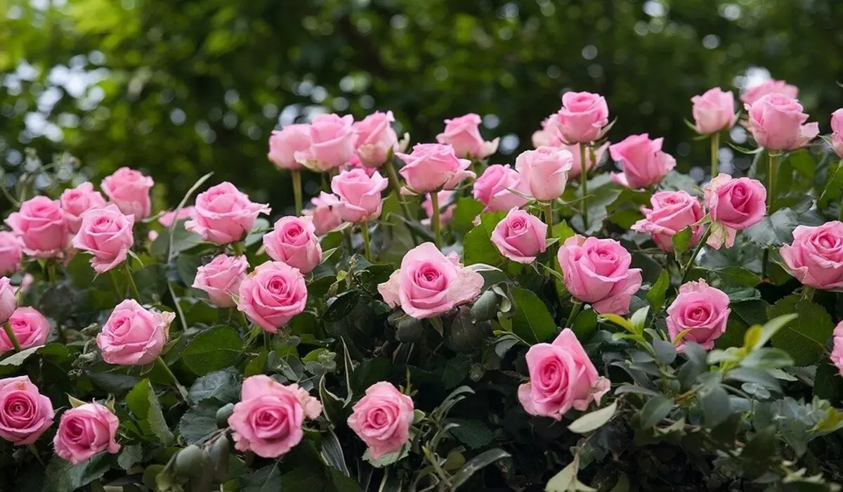 10 nejlepších jarních hnojiv pro růže 15644_3