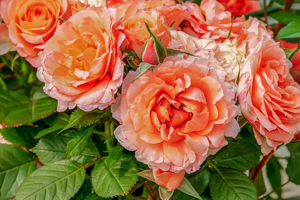 10 legjobb tavaszi trágyázó rózsák számára 15644_8